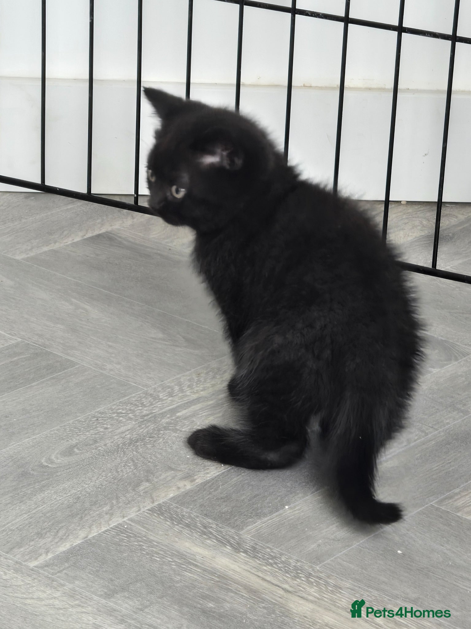 British Shorthair cats ONE BOY LEFT-READY NOW - Advert 9