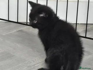 British Shorthair cats ONE BOY LEFT-READY NOW - Advert 9