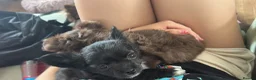 Chihuahua dogs for sale: 2 BEAUTIFUL BABIES 💗💙 - Advert 11