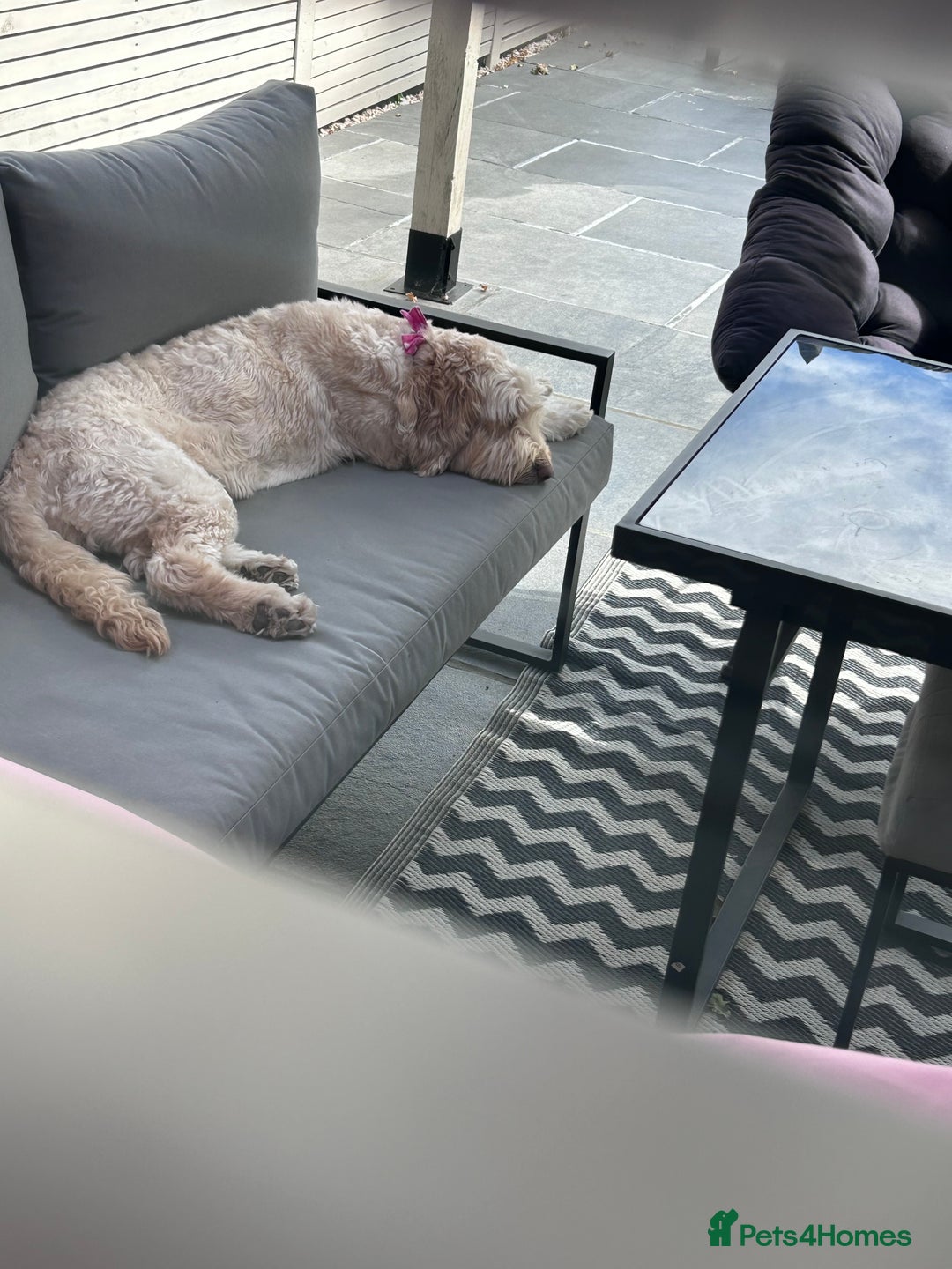 Cockapoo dogs for sale: 5 year old cockapoo girl  - Image 13