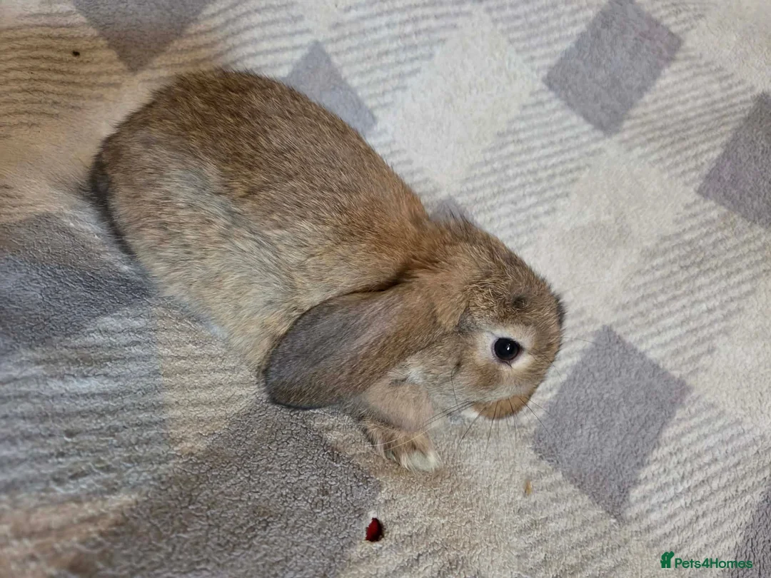 Mini Lop rabbits for sale: Mini lop - Advert 2