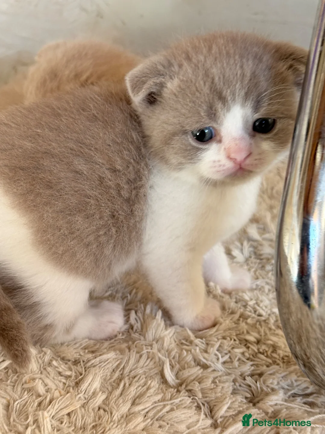 Scottish Fold cats for sale: Pick and mix Scottish fold kittens  - Advert 9