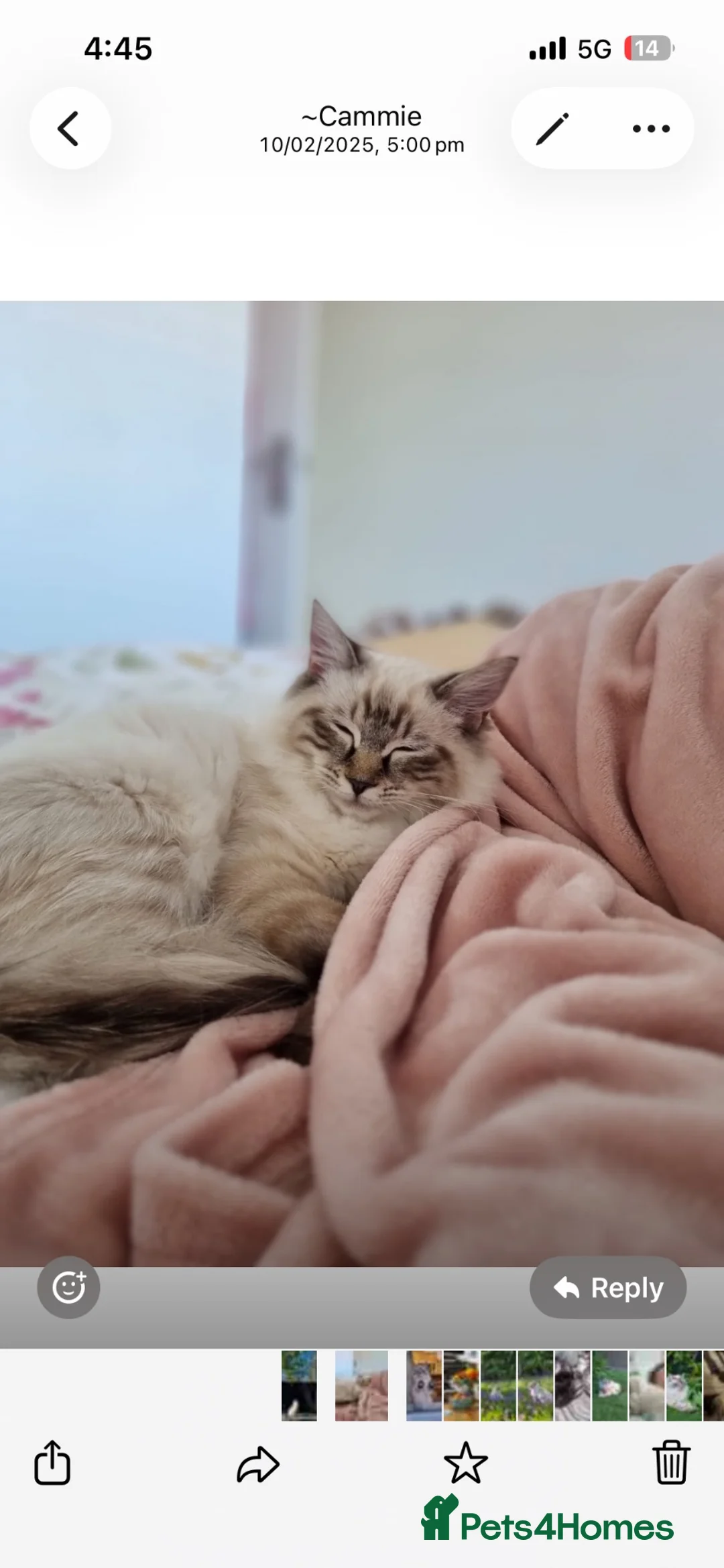 Ragdoll cats for sale: Fluffy ragdoll kitty’s  - Advert 2