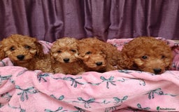 Cavapoo dogs for sale: Cavapoo puppy's  - Image 6