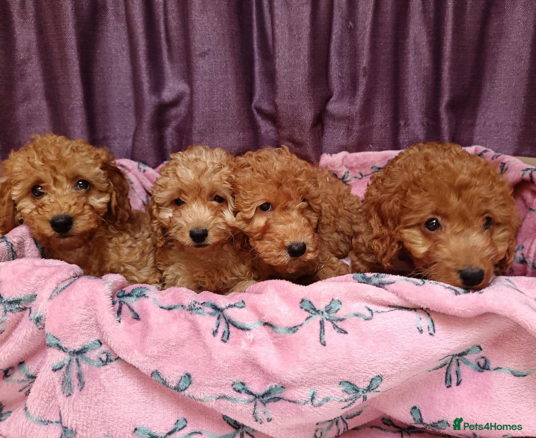 Cavapoo dogs for sale: Cavapoo puppy's  - Image 6
