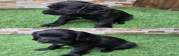Cocker Spaniel dogs for sale: Working cocker puppies in Derby - Advert 3