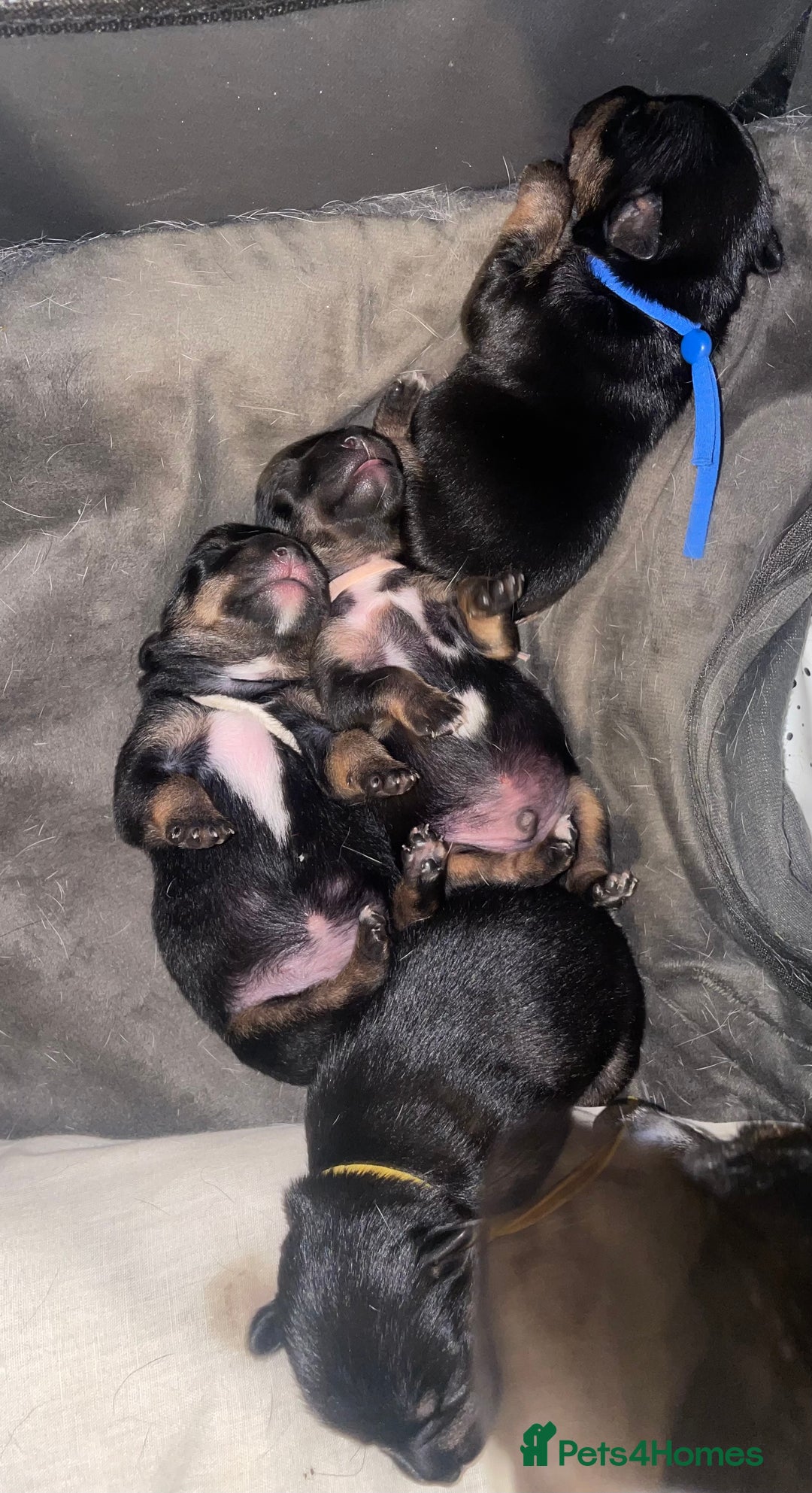 Jack Russell dogs for sale: Jack Russell Puppies - Advert 11