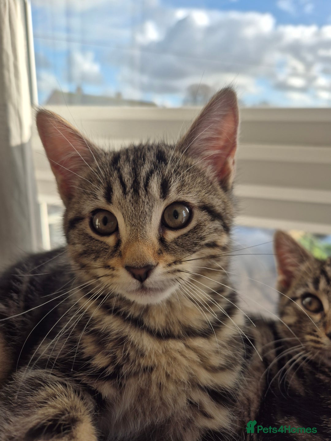 Mixed Breed cats for sale: 5 lovely affectionate kitten looking for home - Advert 4