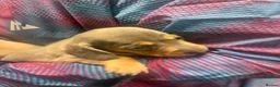 Dachshund dogs for sale:     Beautiful Miniature Dachshund Puppies  - Advert 2
