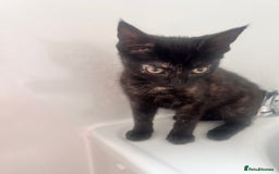 Mixed Breed cats for sale: 5 beautiful kittens ready for a new loving home  - Image 25