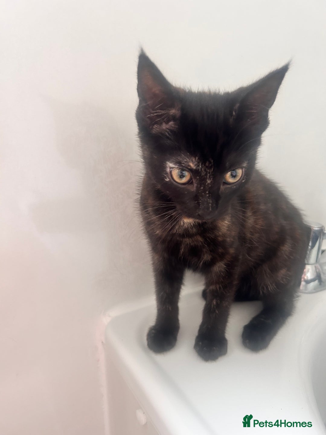 Mixed Breed cats for sale: 5 beautiful kittens ready for a new loving home  - Image 25