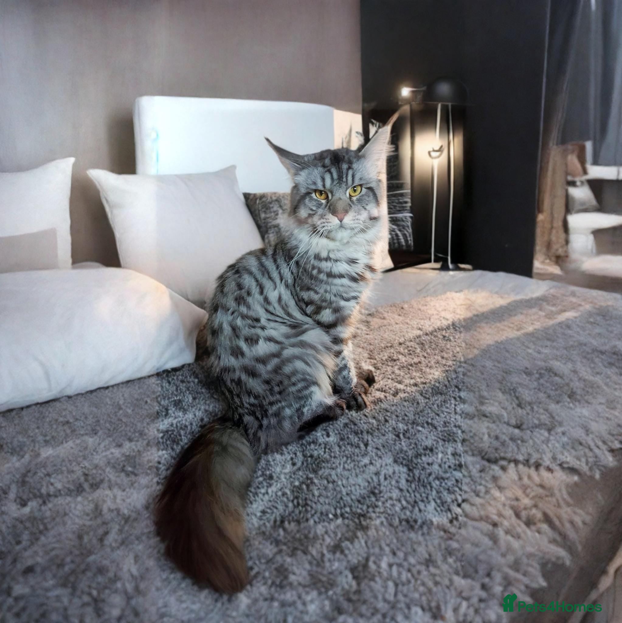 Maine Coon cats XXL Maine-coon beautiful silver boy. - Advert 13