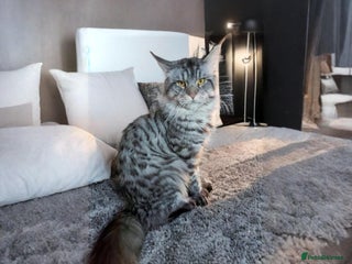 Maine Coon cats XXL Maine-coon beautiful silver boy. - Advert 4