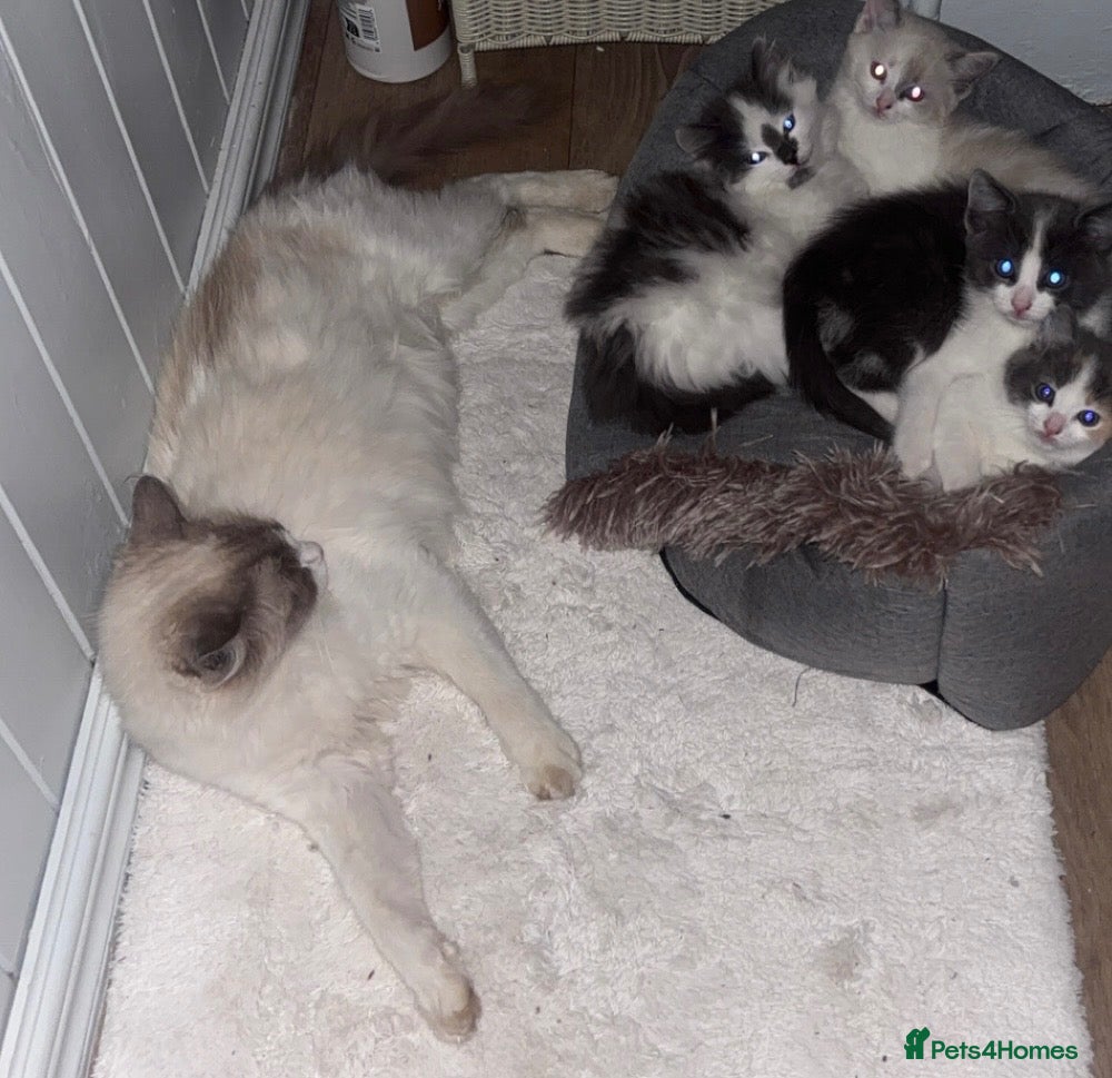 Ragdoll cats Half-Ragdoll kittens  - Advert 7