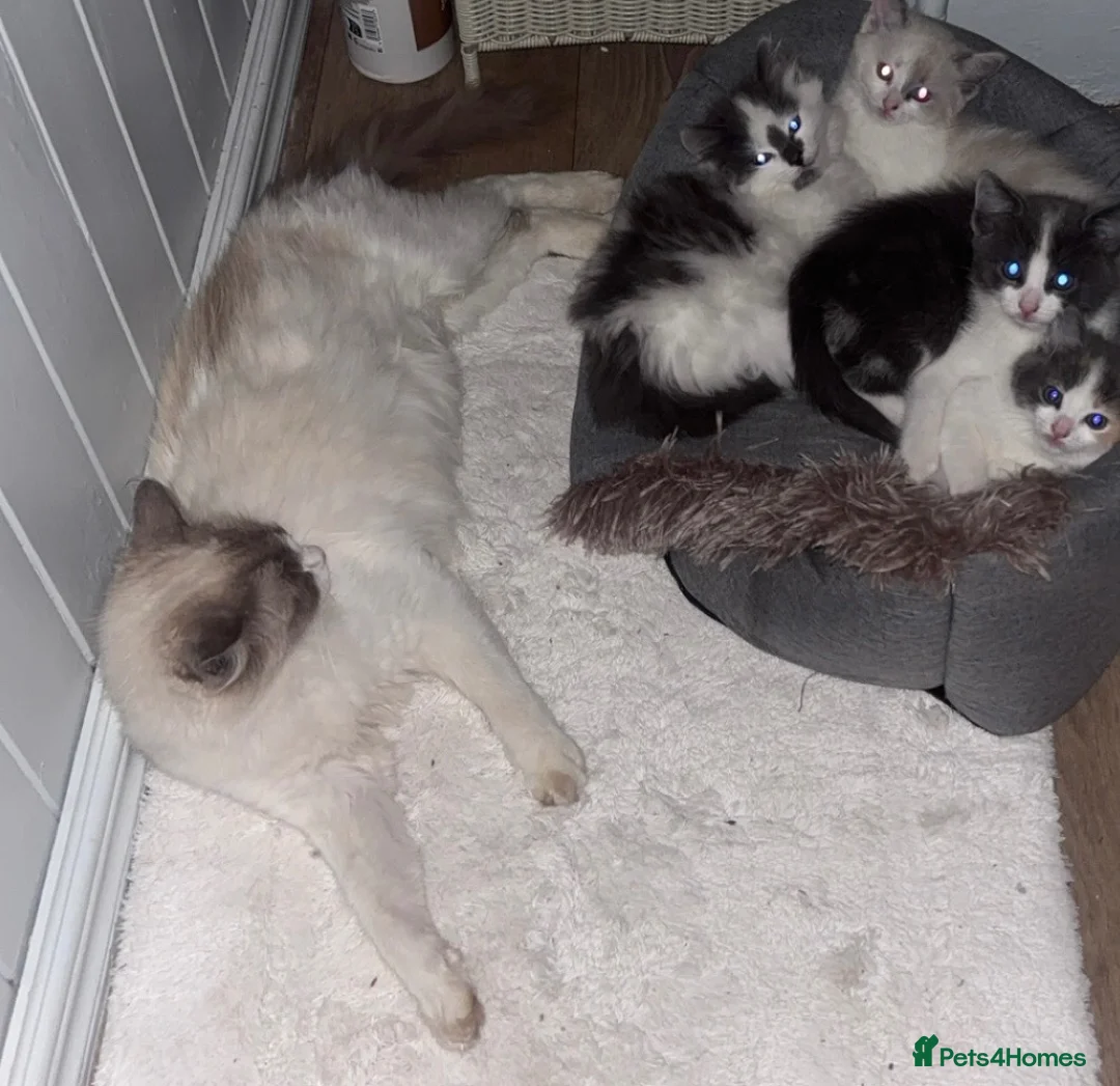 Ragdoll cats for sale: Half-Ragdoll kittens  - Advert 1