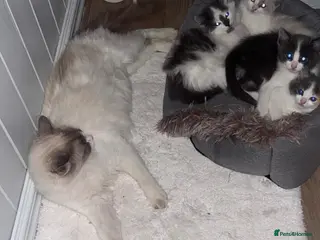 Ragdoll cats Half-Ragdoll kittens - Advert 3