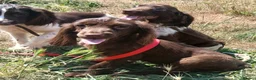 English Springer Spaniel dogs for sale: LeeLee - Advert 15