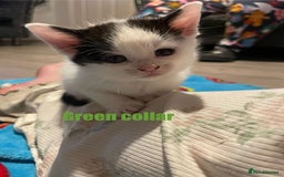 Mixed Breed cats for sale: Calico Kittens  - Image 7