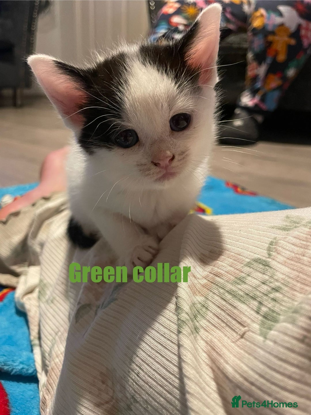 Mixed Breed cats for sale: Calico Kittens  - Image 7