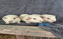Guinea Pig rodents for sale: Guinea Piggies looking for new homes - Image 1