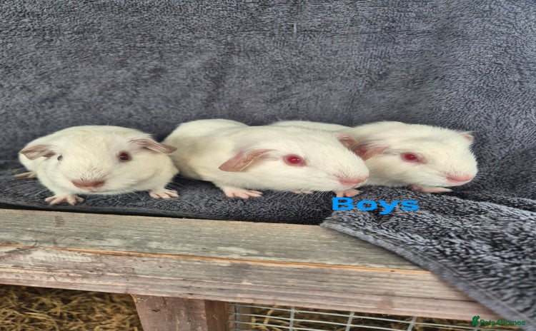 Guinea Pig rodents - Advert 19