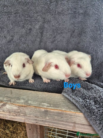 Guinea Pig rodents - Advert 3