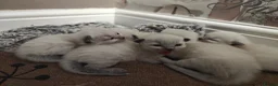 Ragdoll cats for sale: Ragdoll kittens - Advert 6