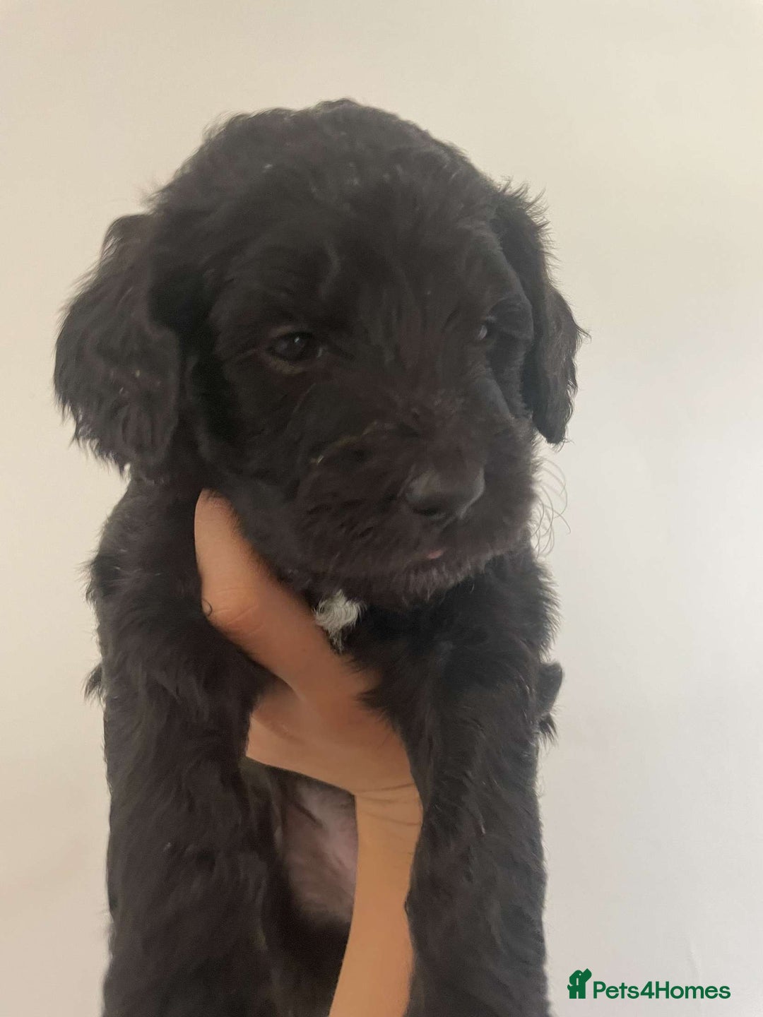 Goldendoodle dogs for sale: Golden doodles  - Image 6