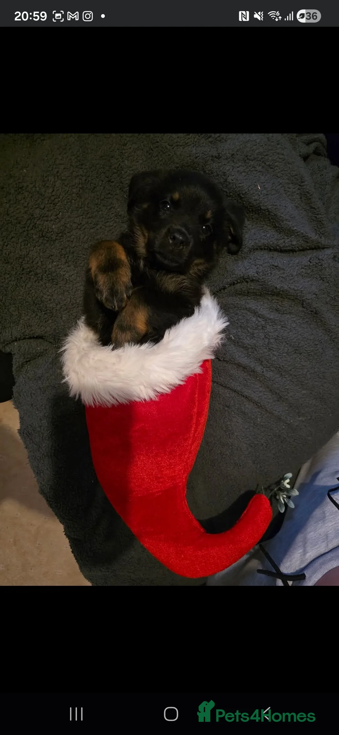 Mixed Breed dogs for sale: Beautiful pup looking for forever sofa  - Advert 4