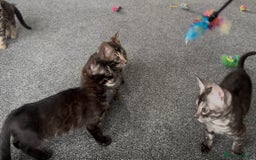 Bengal cats for sale: Well socialised bengal kittens - ready 21/12/25 - Advert 15