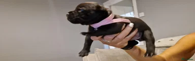 Staffordshire Bull Terrier 7