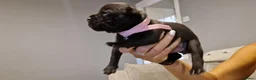 Staffordshire Bull Terrier dogs for sale: Beautiful Staffordshire Bull Terrier Puppies in Stockport - Advert 17