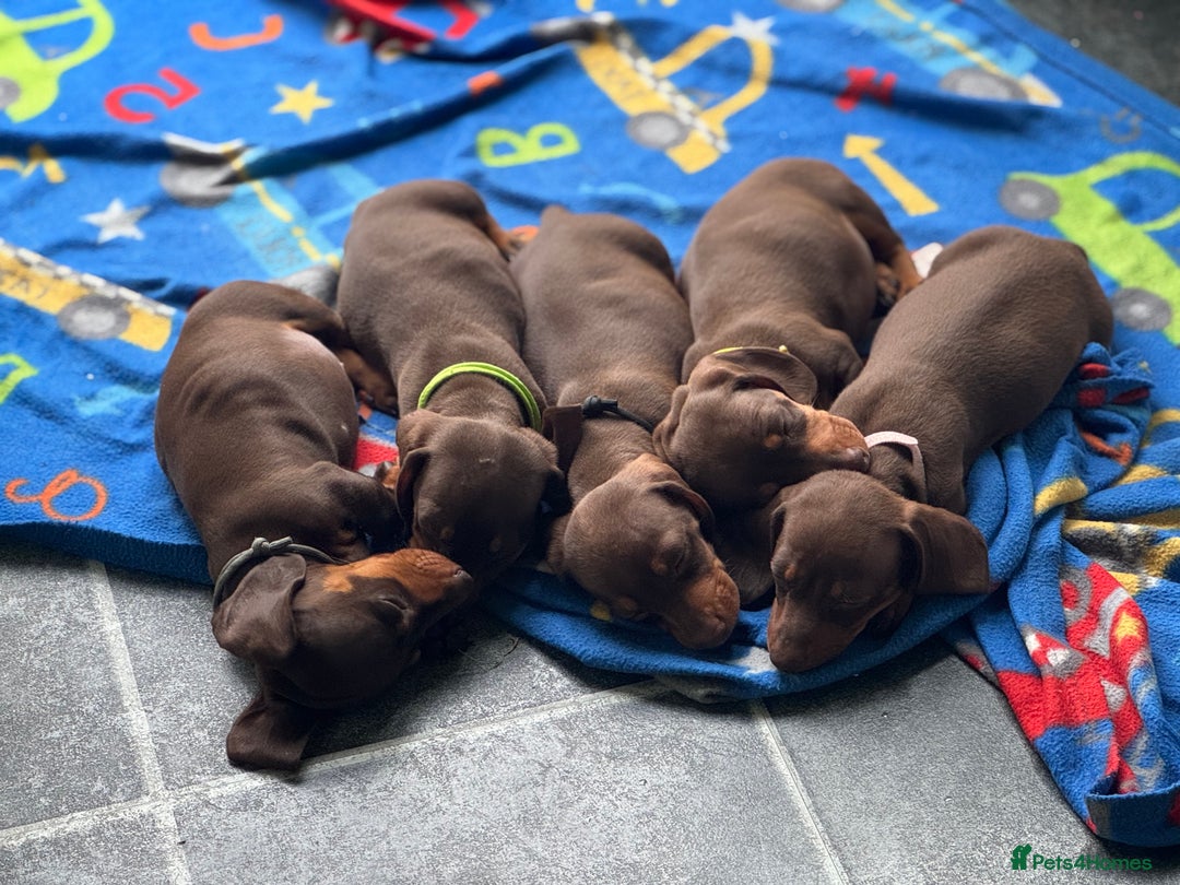 Miniature Dachshund dogs for sale: Miniature Chocolate & Tan Dachshund Quick sale  - Image 18