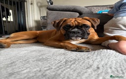 Boxer dogs for sale: Much loved 8 month old  - Image 13