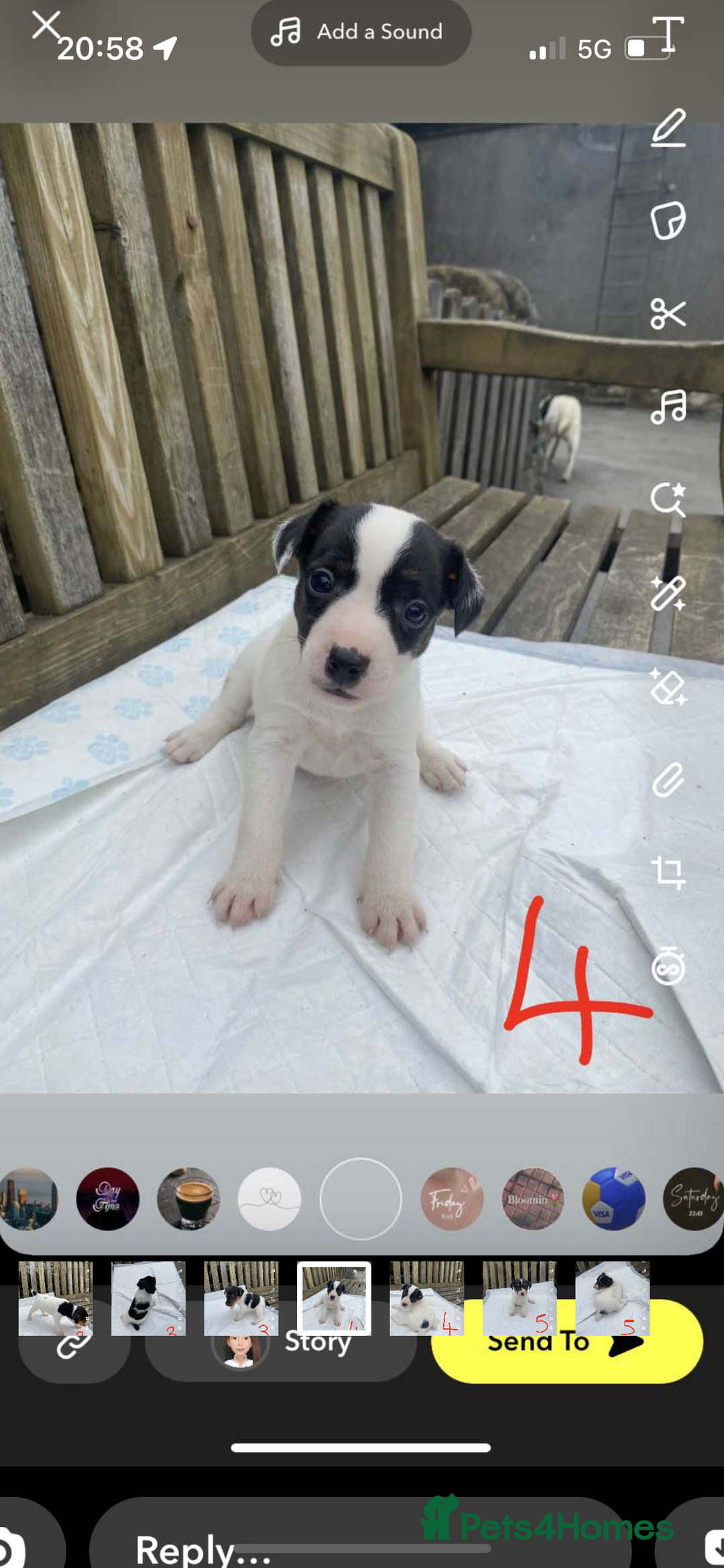 Jack Russell dogs for sale: Farm bred jack Russell puppies for sale  - Image 5