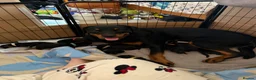 Rottweiler dogs for sale: 5 Rottweiler puppies for sale  - Advert 1