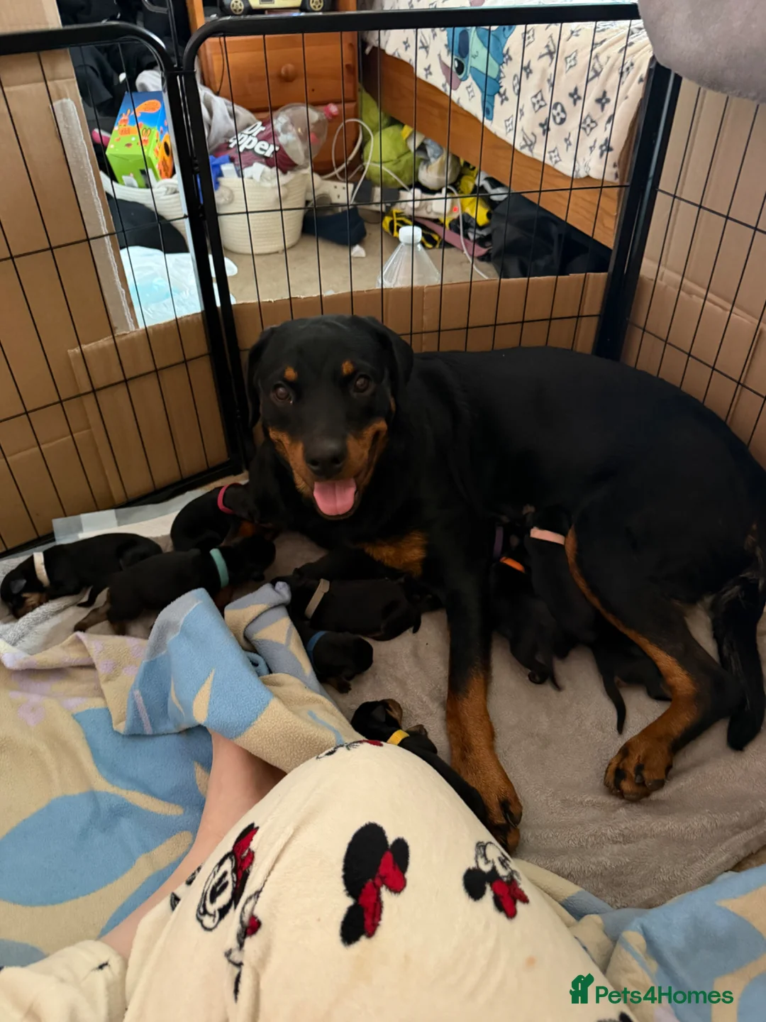Rottweiler dogs for sale: 5 Rottweiler puppies for sale  - Advert 1