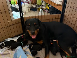 Rottweiler dogs 5 Rottweiler puppies for sale - Advert 7