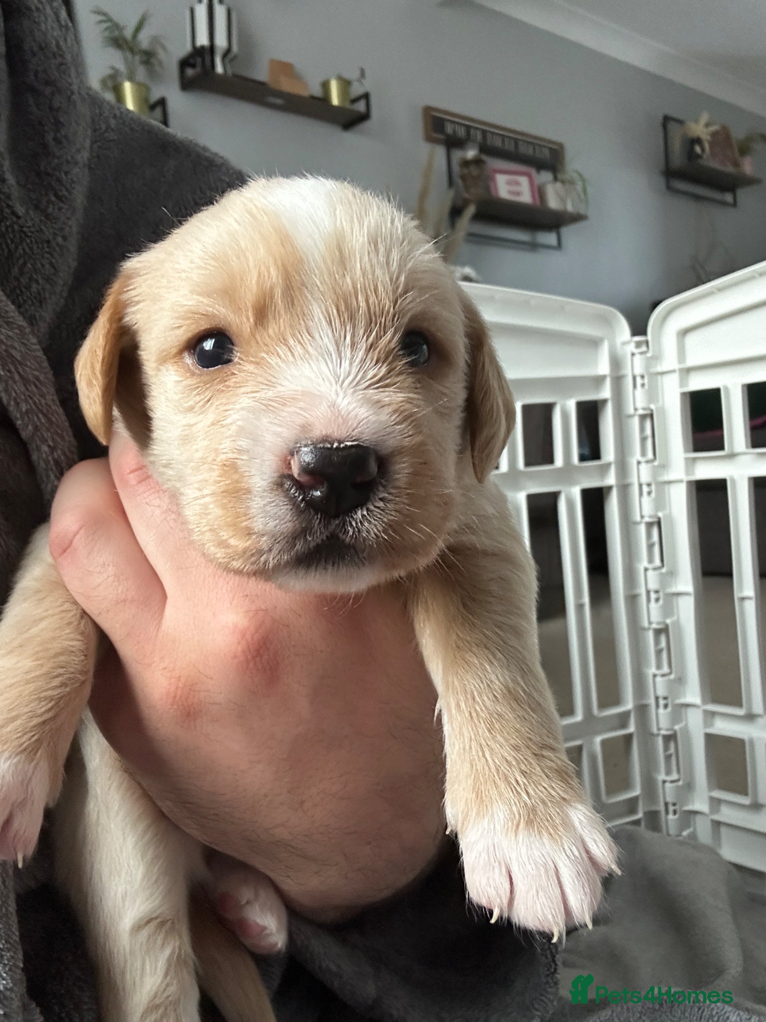 Labradoodle dogs Labradoodle Puppies!! - Advert 3