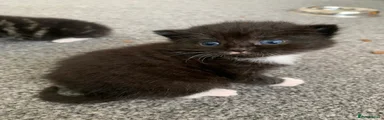 Kit Kat 