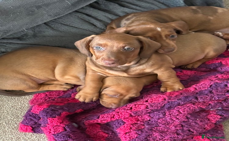 Miniature Dachshund dogs - Advert 5
