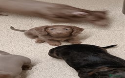 Miniature Dachshund dogs for sale: Stunning Mini Dachshund*1 LH Boy & 1 SH Girl left* - Image 26