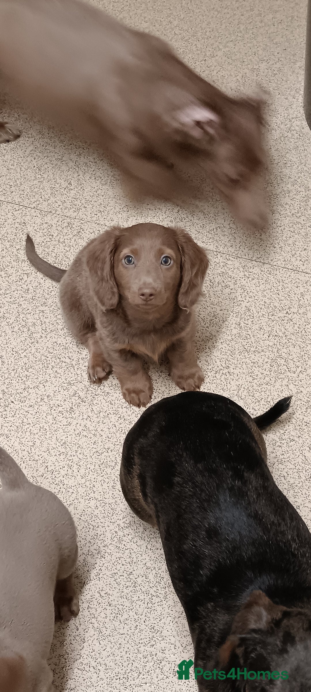 Miniature Dachshund dogs for sale: Stunning Mini Dachshund*1 LH Boy & 1 SH Girl left* - Image 26