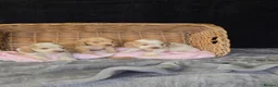 Cocker Spaniel dogs for sale: Beautiful kc reg show cockers  - Advert 14