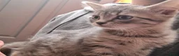 Mixed Breed cats for sale: Grey   - Advert 4