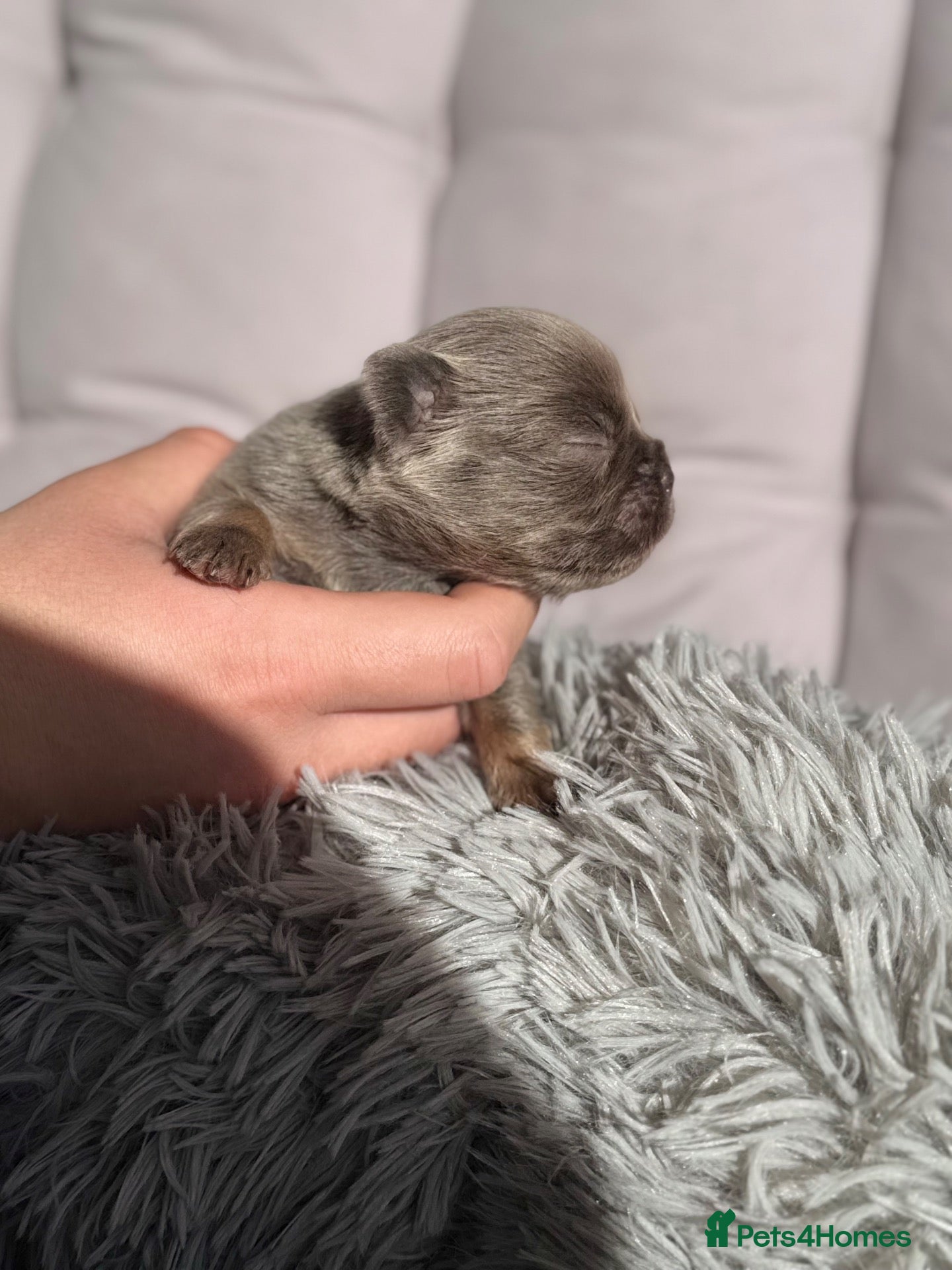 French Bulldog dogs Stunning French Bulldog puppies  - Advert 2