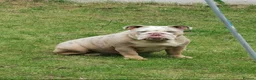 English Bulldog dogs for sale: Miss Narla  in Dudley - Advert 1