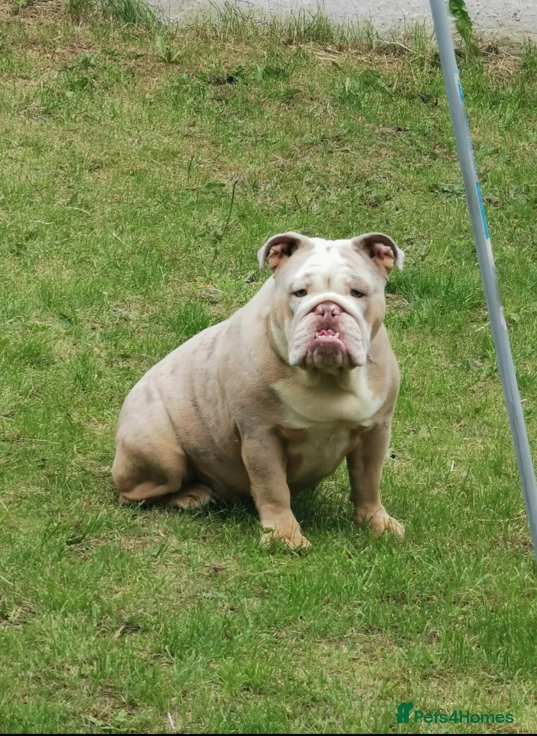 English Bulldog dogs for sale: Miss Narla  in Dudley - Advert 1
