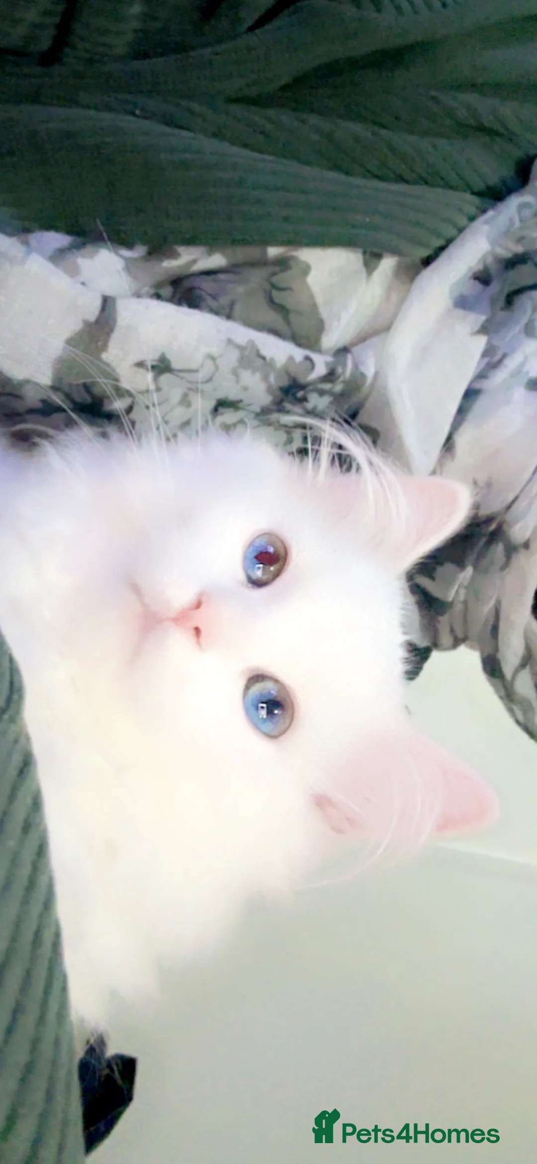 Ragdoll cats for sale: Beautiful ragdoll kitten - Advert 2