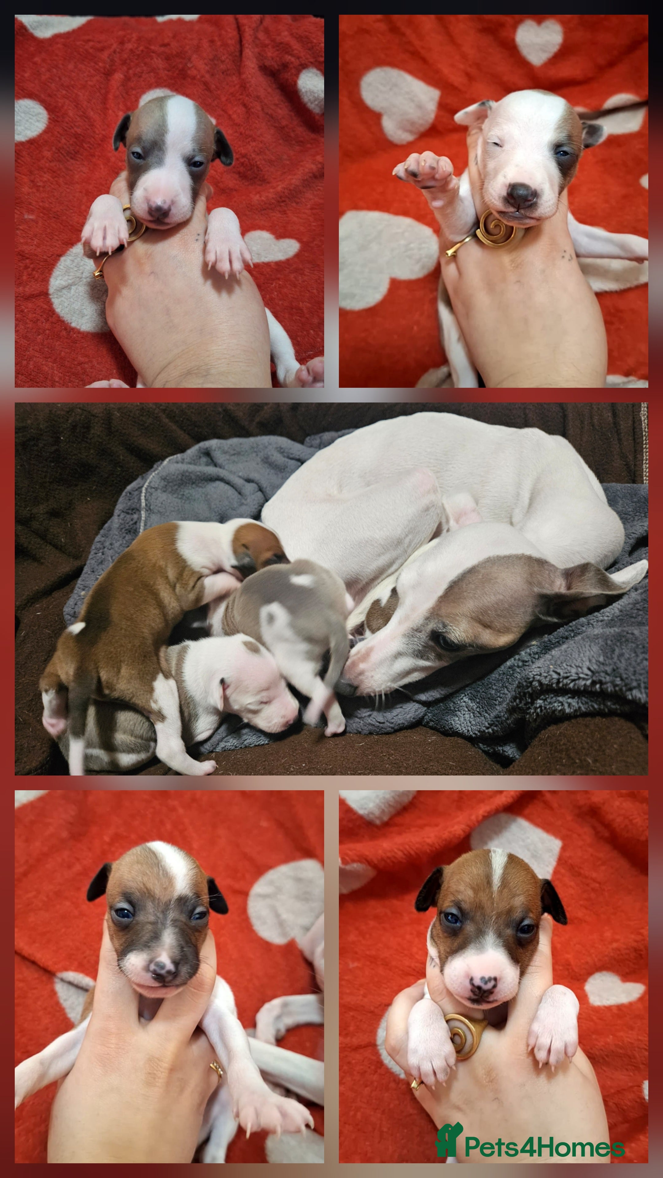 Italian Greyhound dogs Beautiful Italian Greyhound Puppies KC Registered - Advert 1